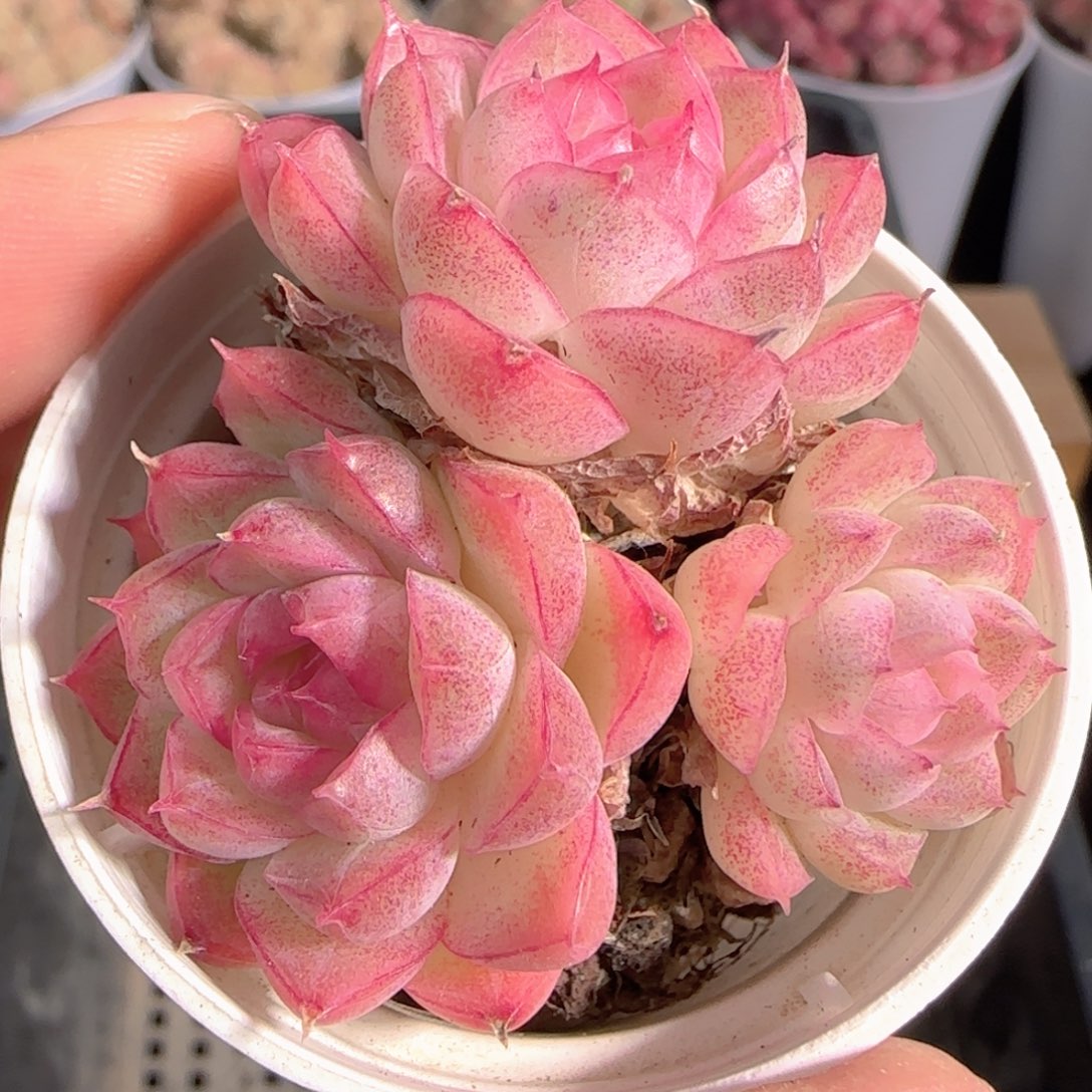 多肉1229-214女王玫瑰