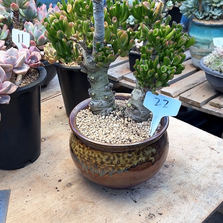 多肉植物，吸财树22号
