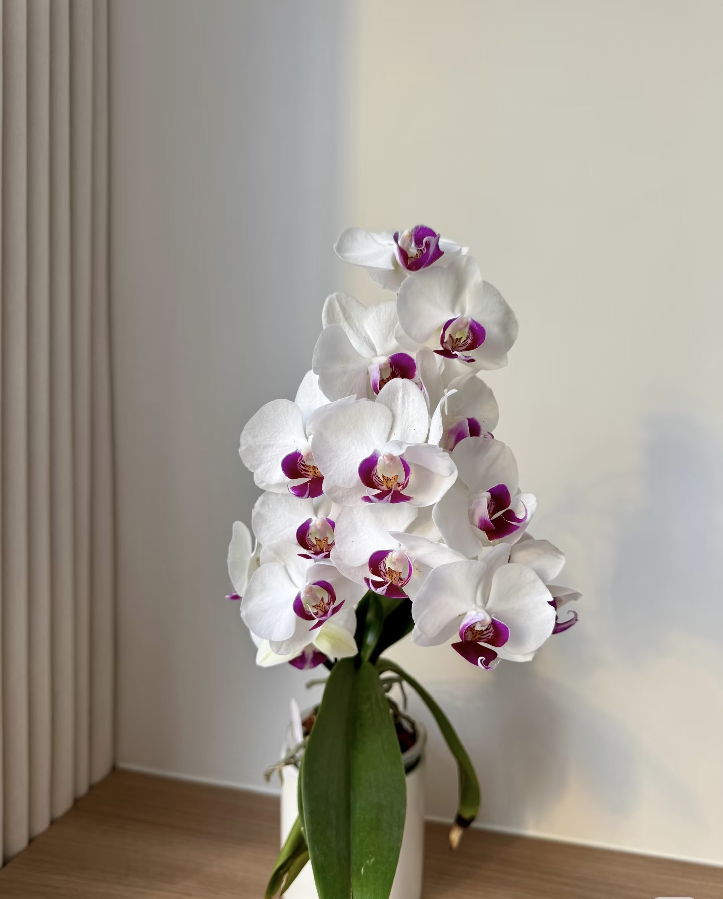 {王小帅专属}蝴蝶兰——雪域(任意两颗包邮只拍一颗发苗)