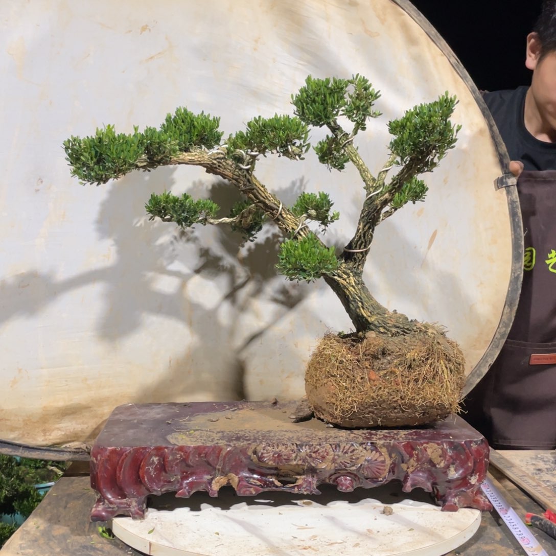 完全开放布*哥黄杨盆景