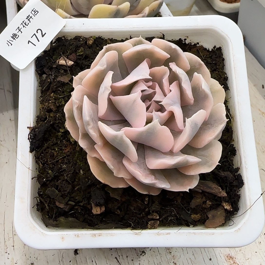 利比里亚锦多肉植物