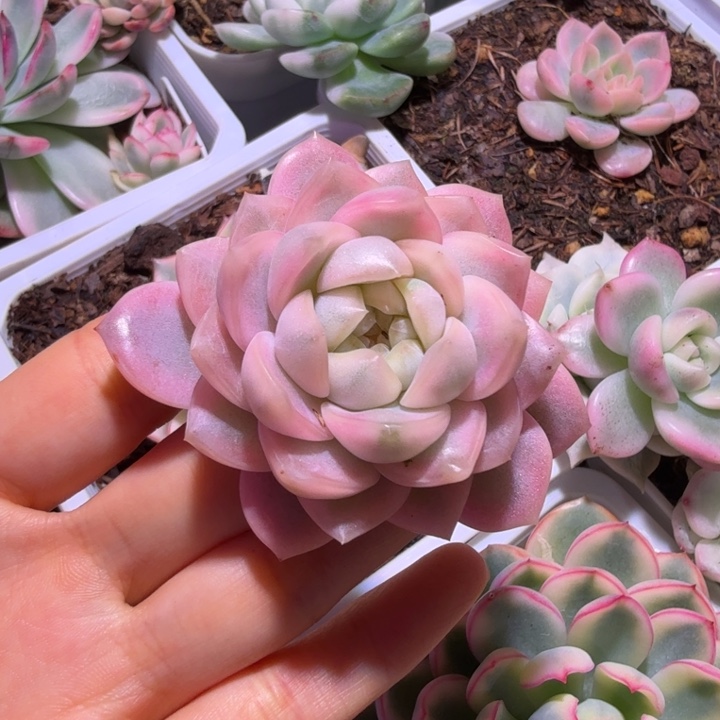 纯爱锦精品多肉植物