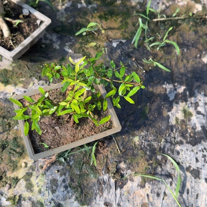 无花朵还是少说话