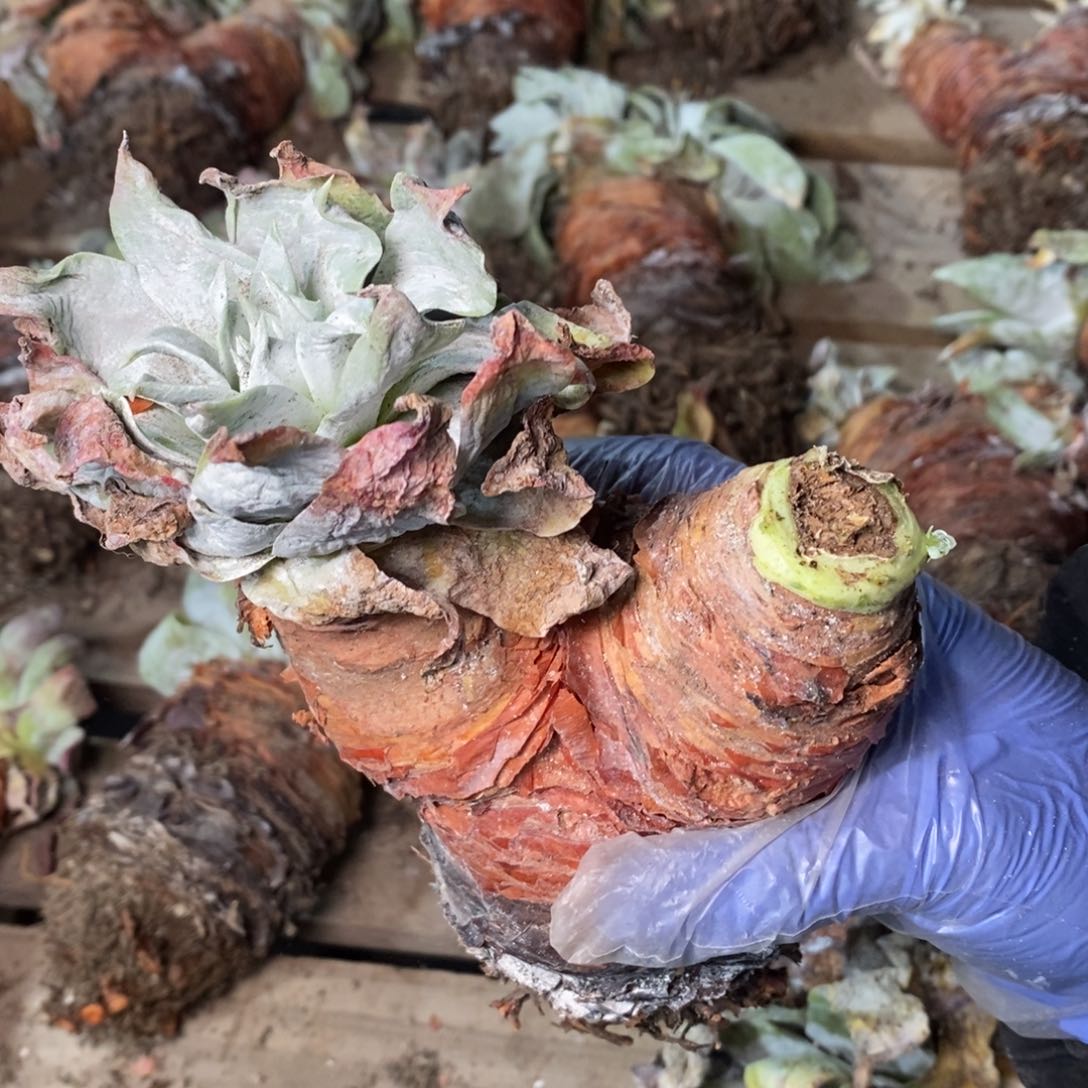 1972瑕疵无售后哈哈哈哈哈哈哈哈哈哈