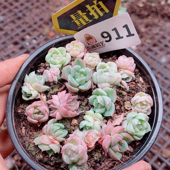 多肉植物多肉植物