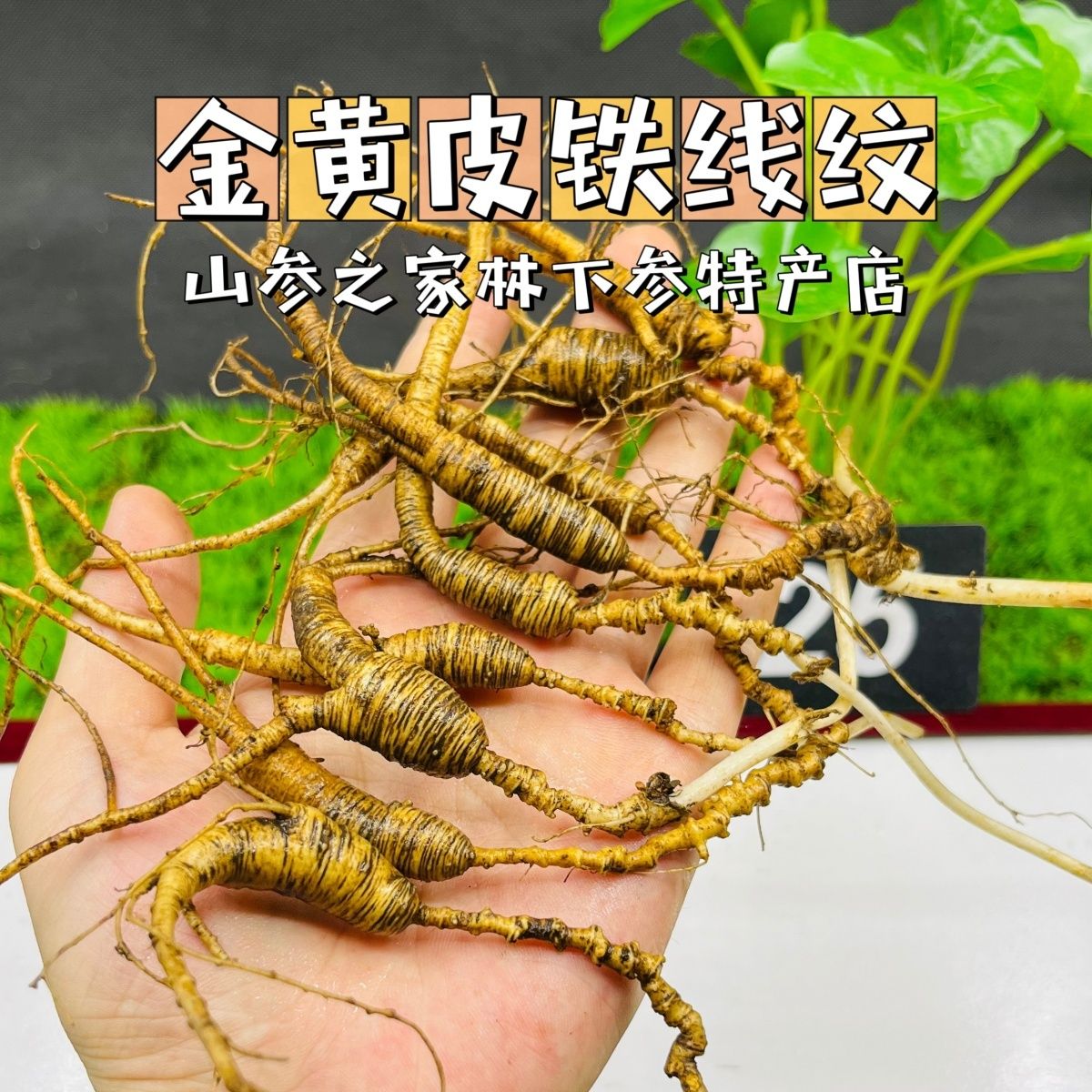 长白山特产林下野播籽煲汤煮水食用佳品