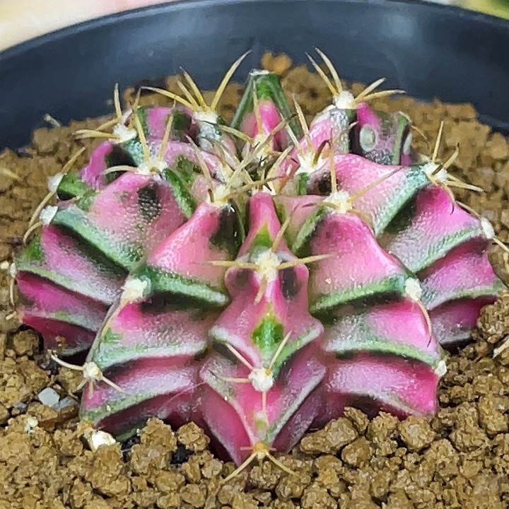粉恋 一物一拍。  