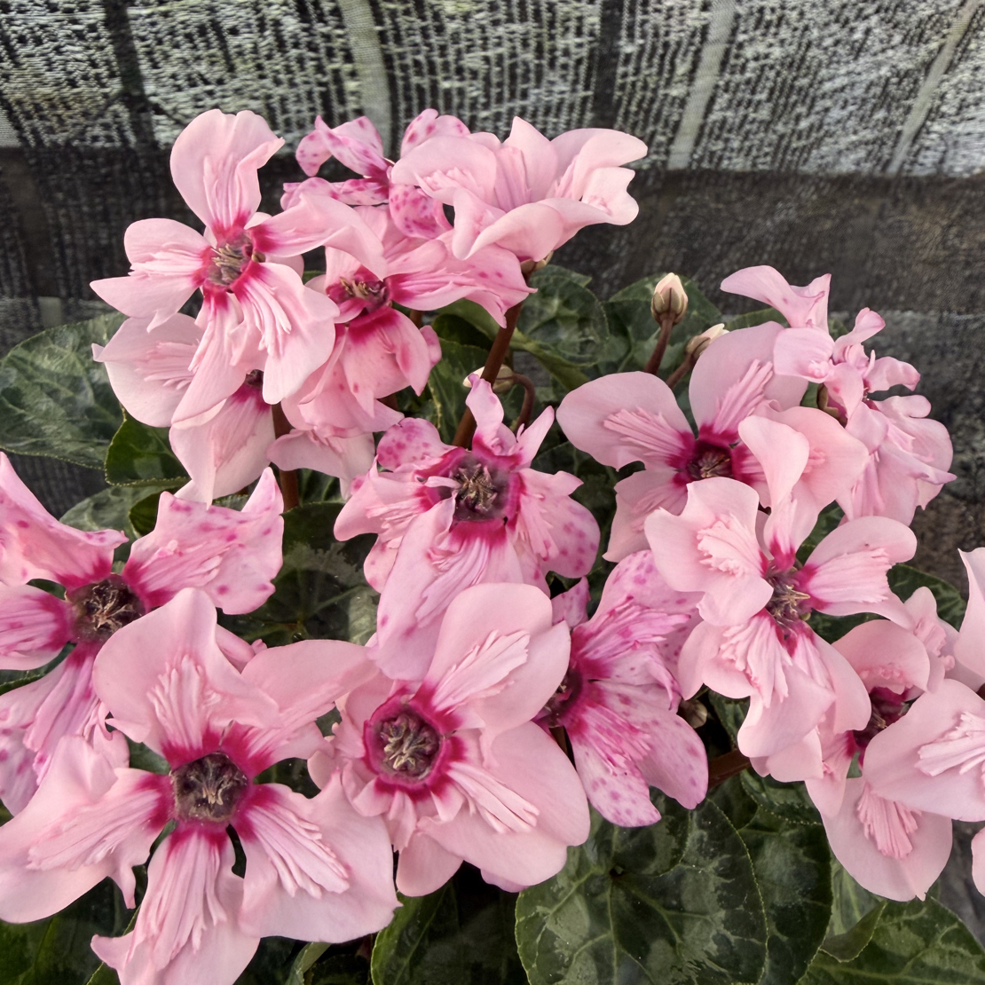 【幻雅】 仙客来室内观赏花卉