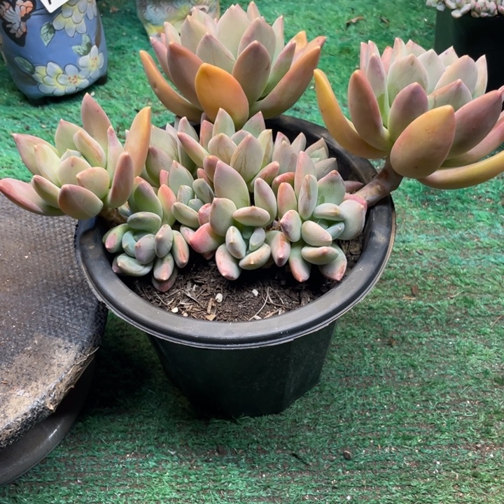 @***米芒果斯丁一物一拍