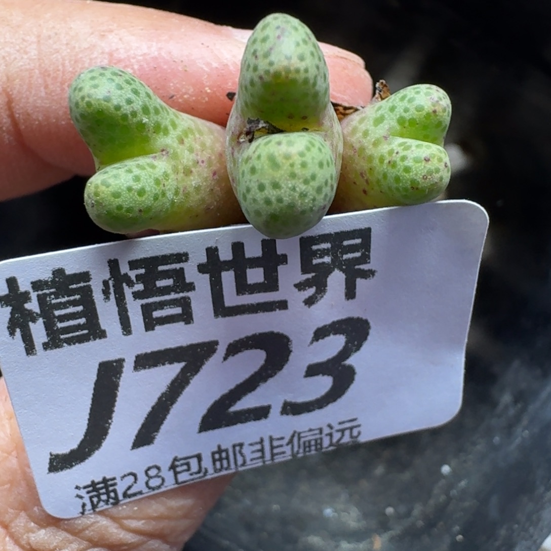 多肉植物的啊fghnn