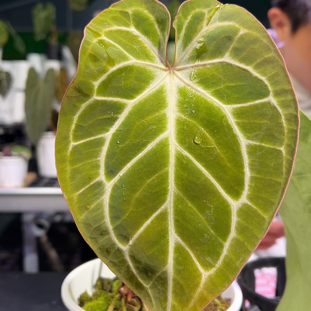 完全开放红刷子*小钻石