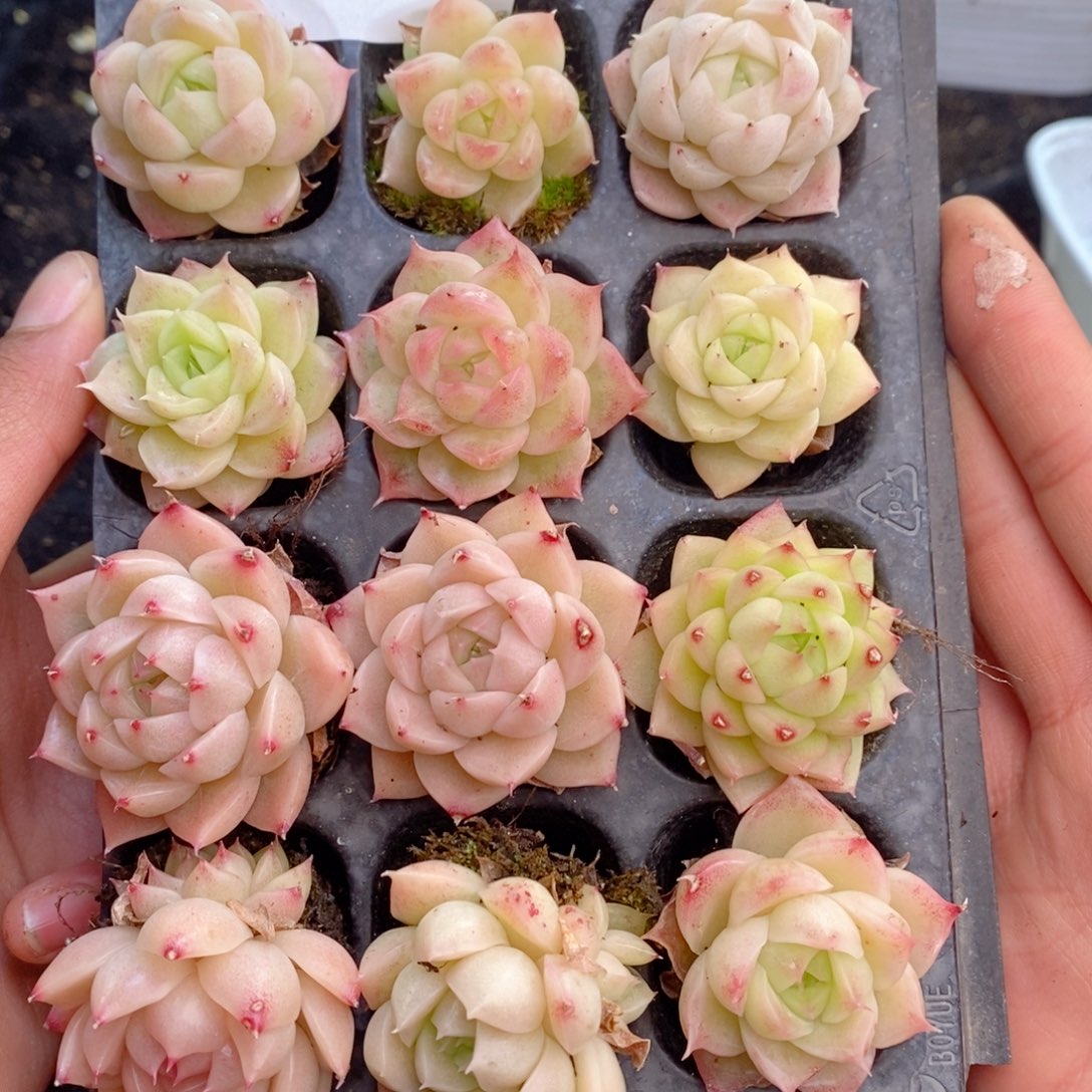 2-12 新疆西藏内蒙不发其他一单包邮两到三公分多肉