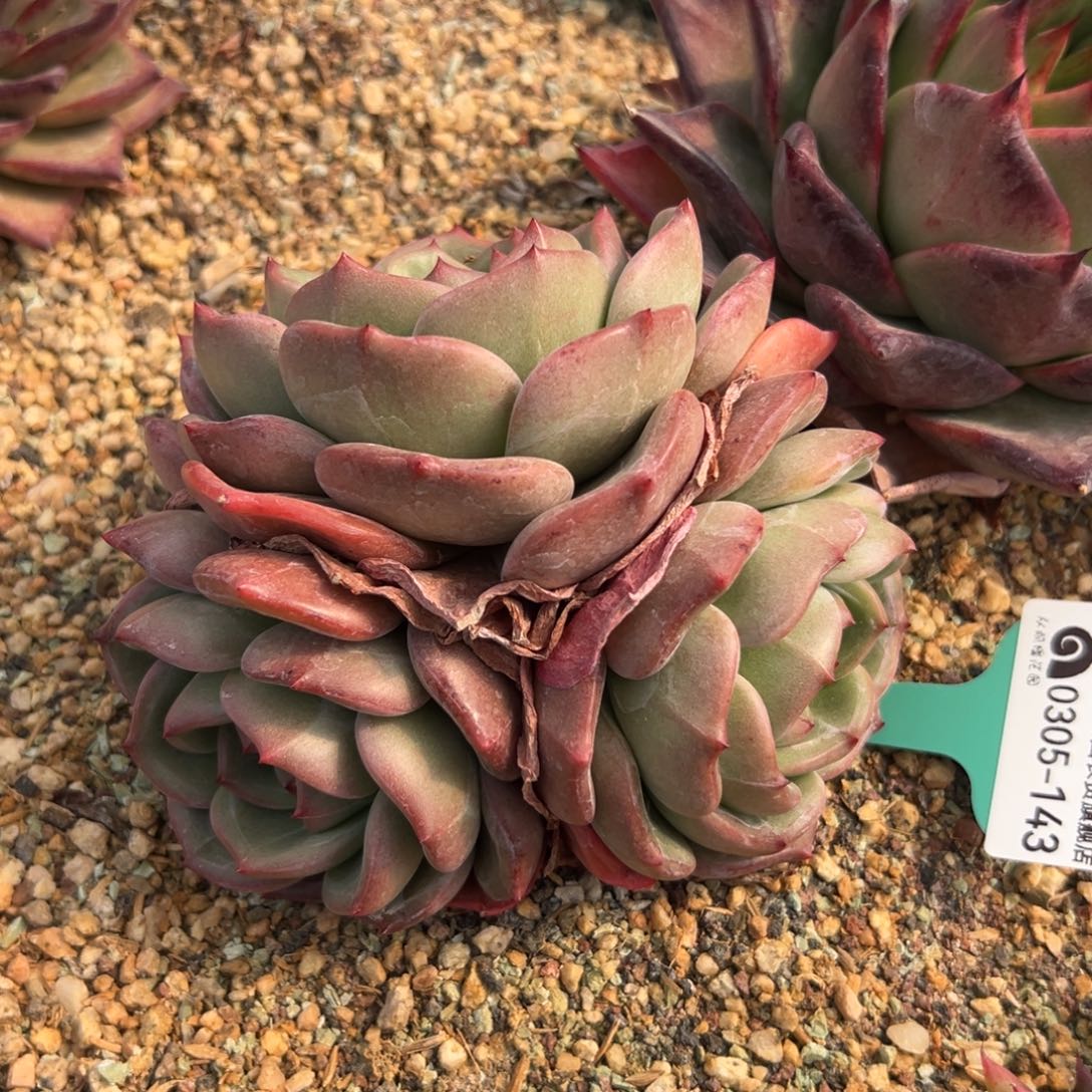 多肉一物一拍0305-143