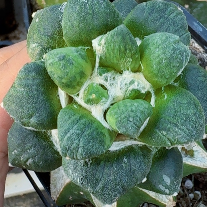 立***）无花朵福利苗接牡丹锦655