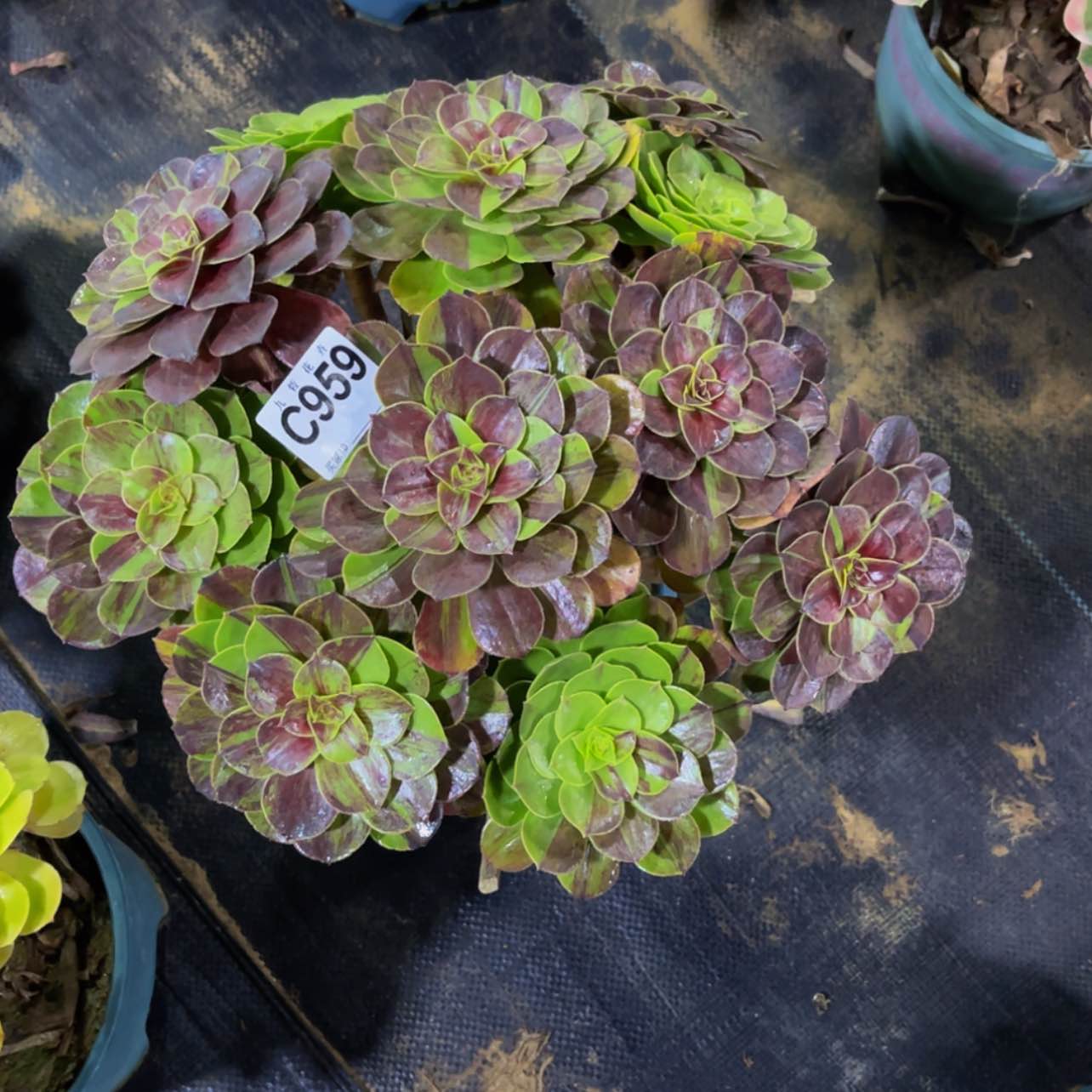 【闪购商品】马****芳95900