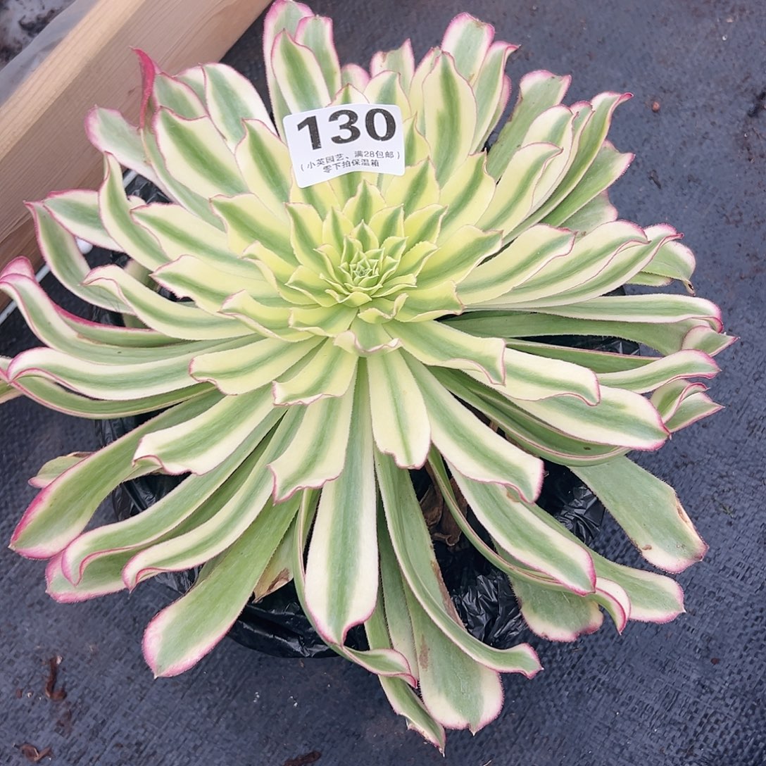 单头绿体仙墨130多肉植物多肉植物