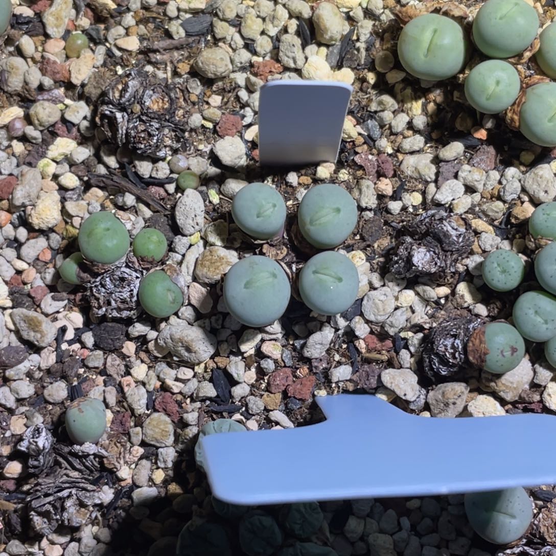 ***鸭嘴兽补差价植物一物一拍