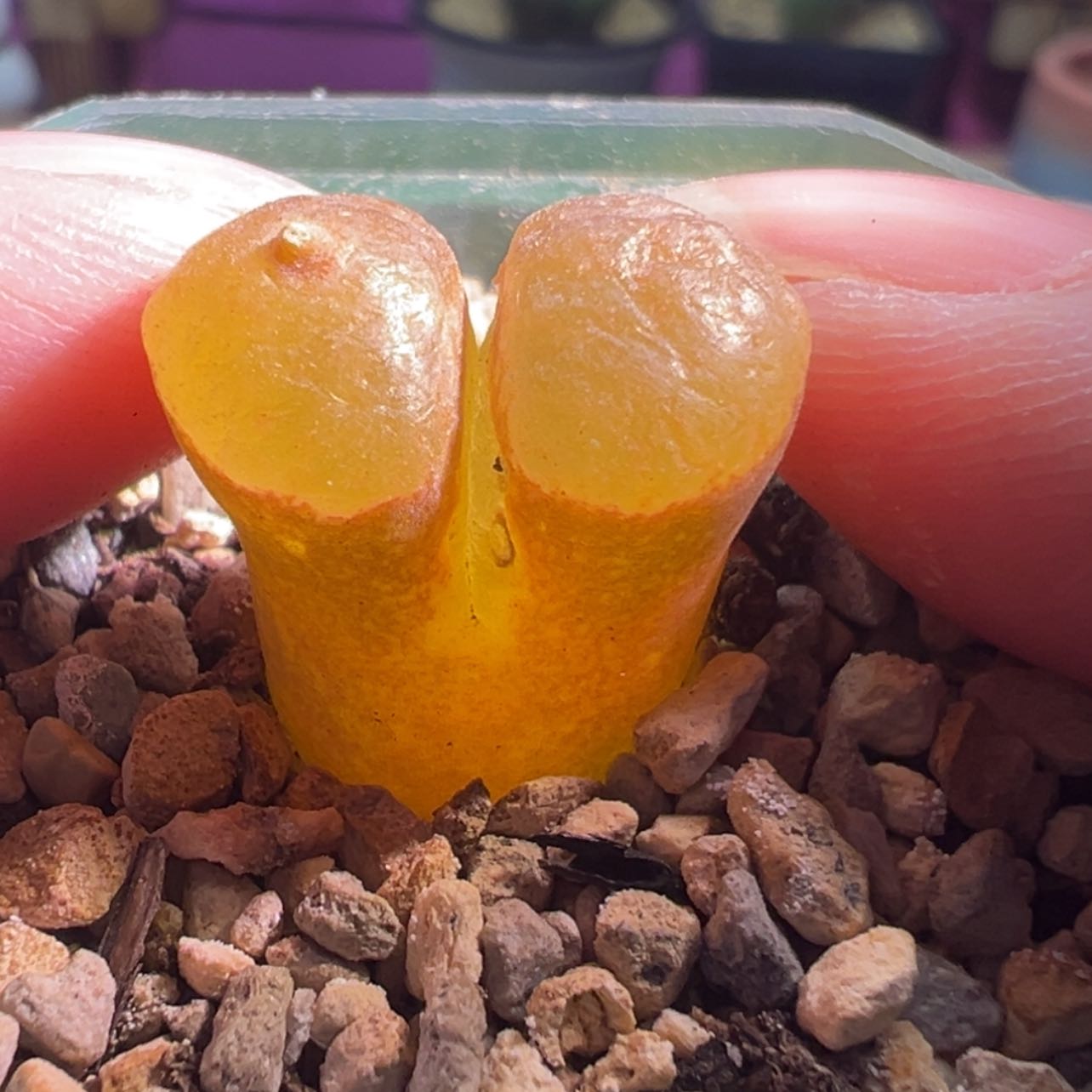 【闪购商品】小怪兽