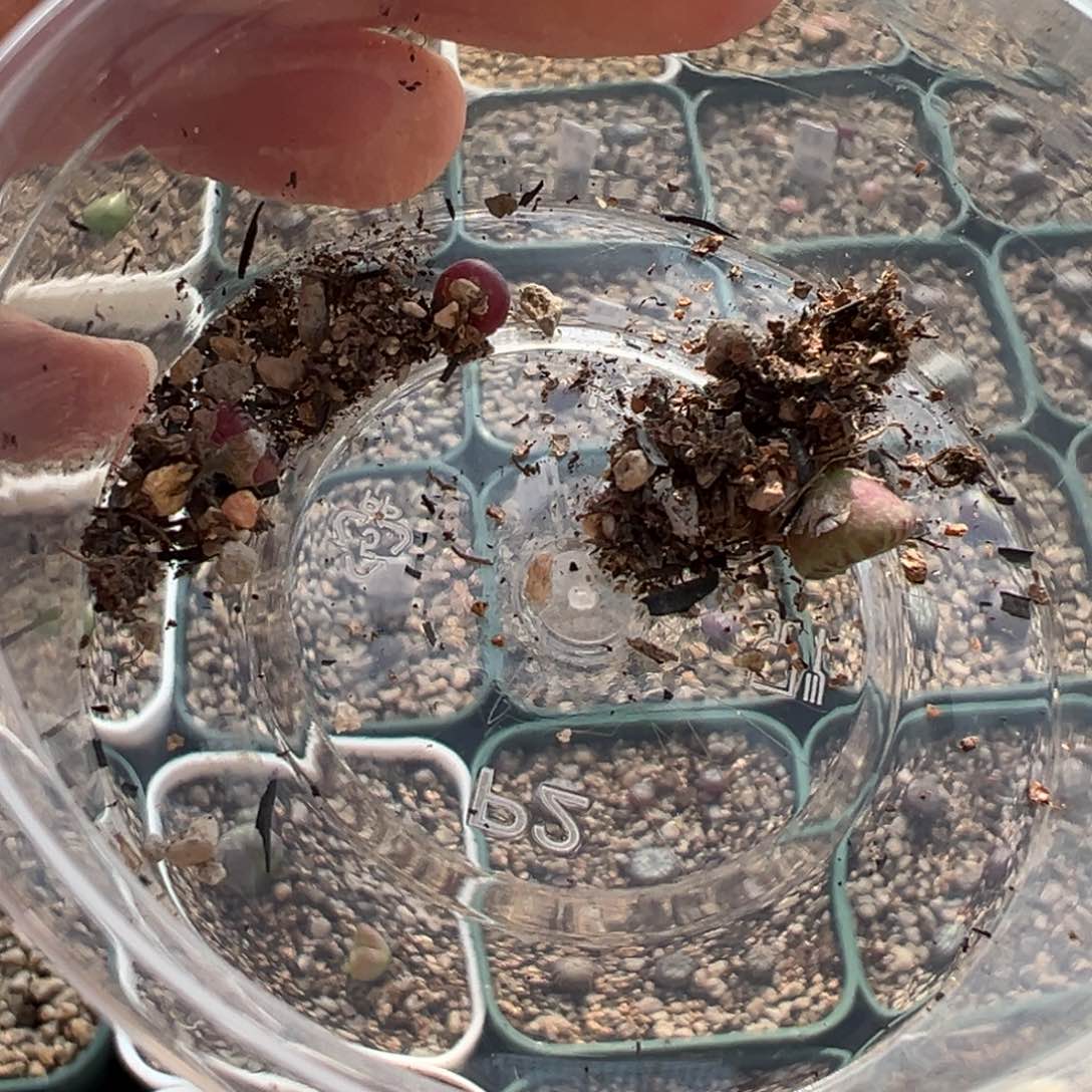 乐*憨1111111111多肉多肉