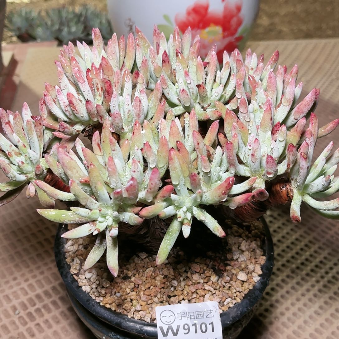 9101白鹭仙女杯多肉