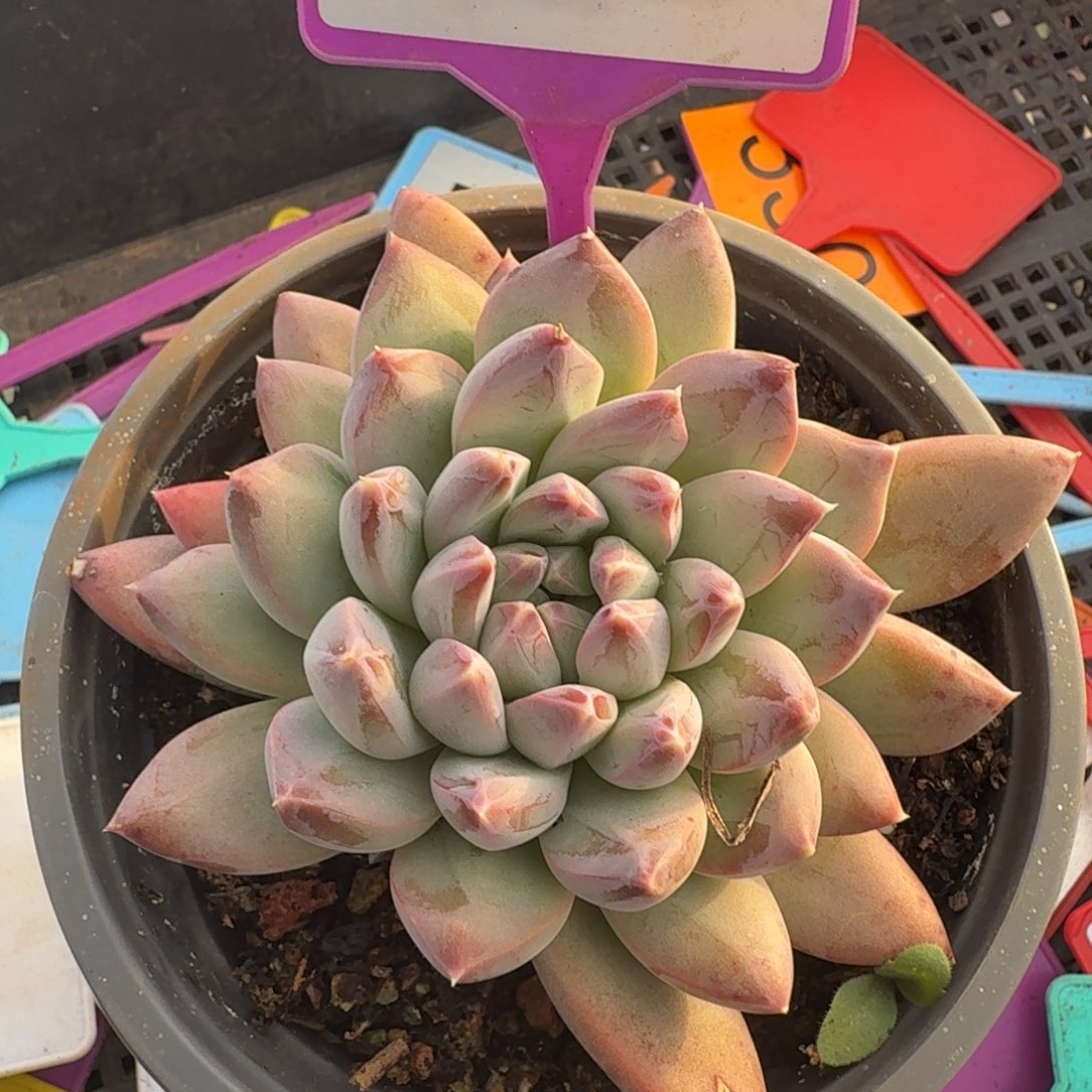 多肉植物一物一拍848