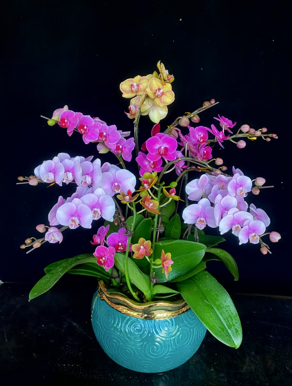 蝴蝶兰【发财全家福】多色年宵花精品送领导送客户送爸妈年花好养活