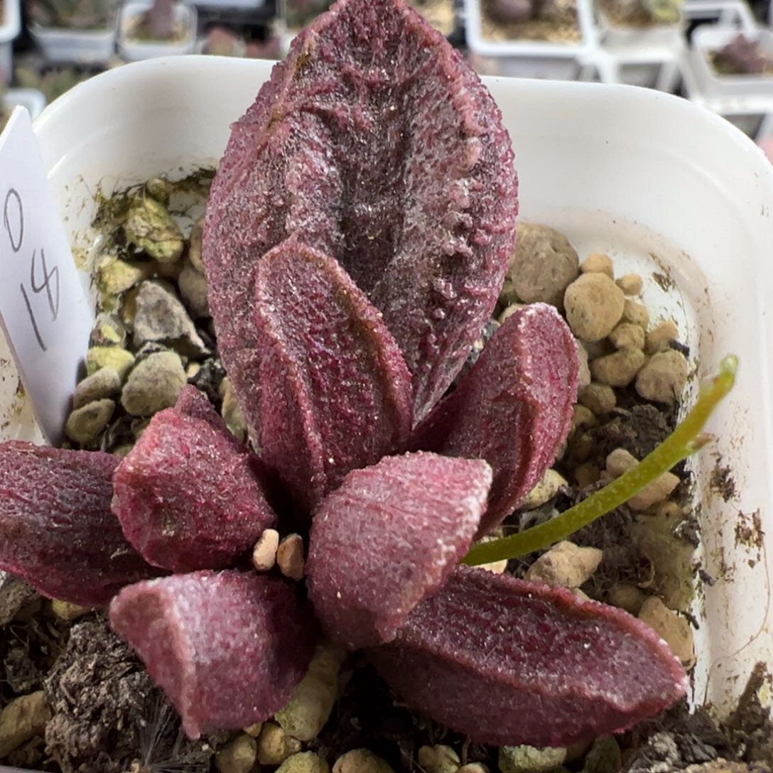 实生新品大苗多肉植物水泡