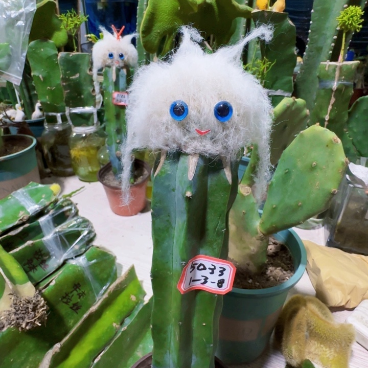 茉***莉无花朵老乐缀化……