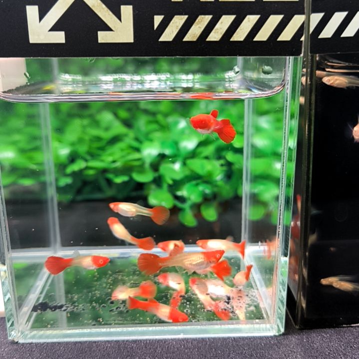 海水鱼精品孔雀鱼，鸿运当头双分水苗子10条。含两条备损