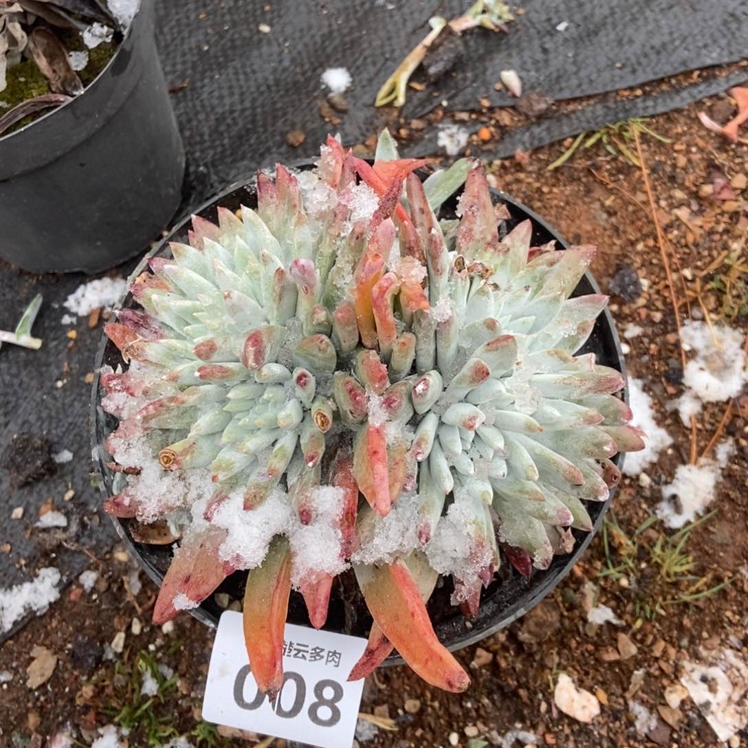 008白姆朵朵多肉植物