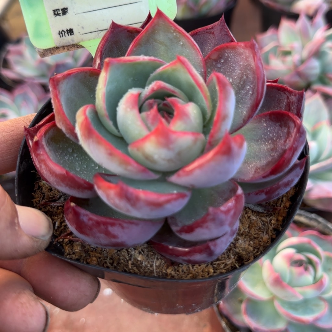 玫瑰惊鸿一物一拍包装收缩花旱884