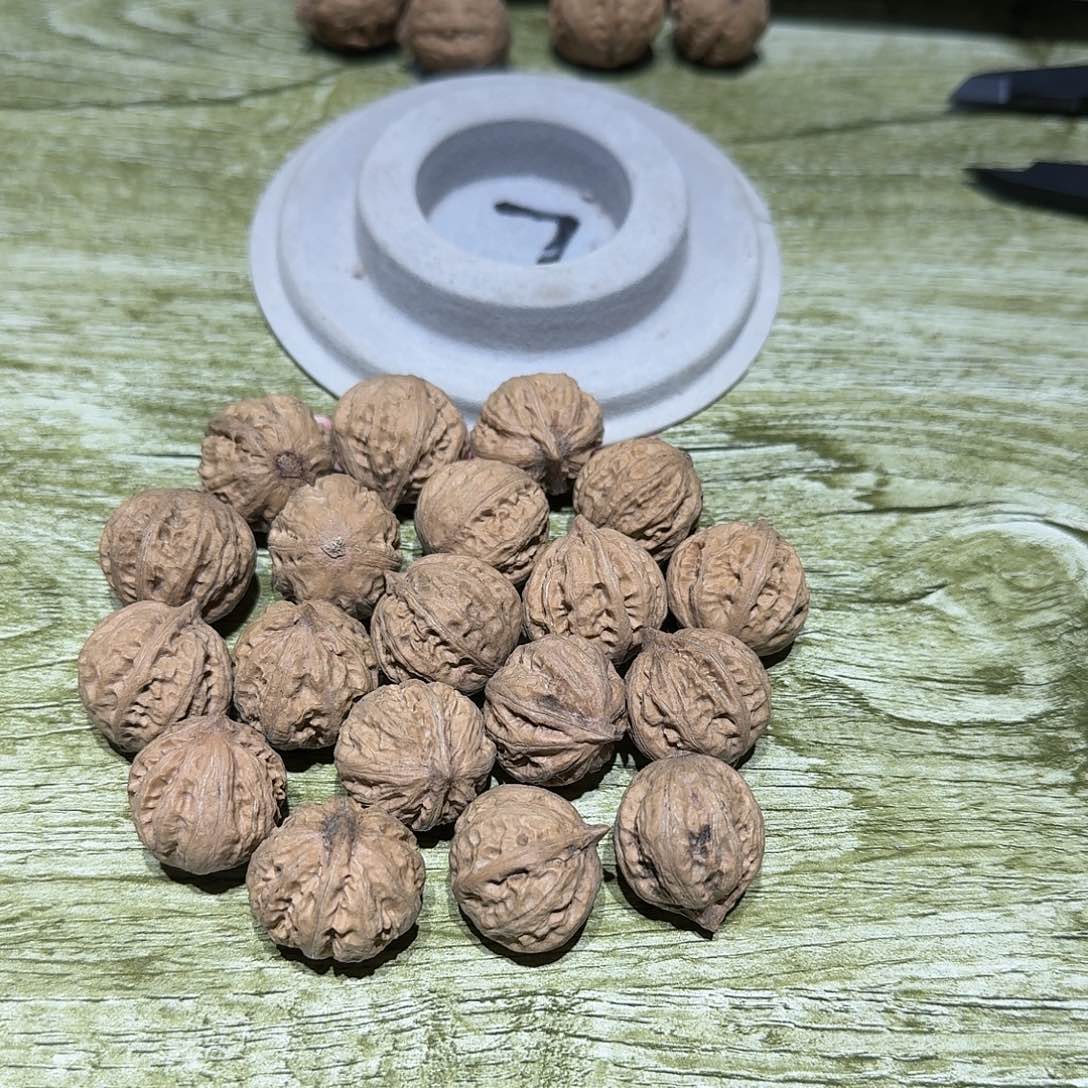 核桃手串/手链旋**马21号边22肚24高22