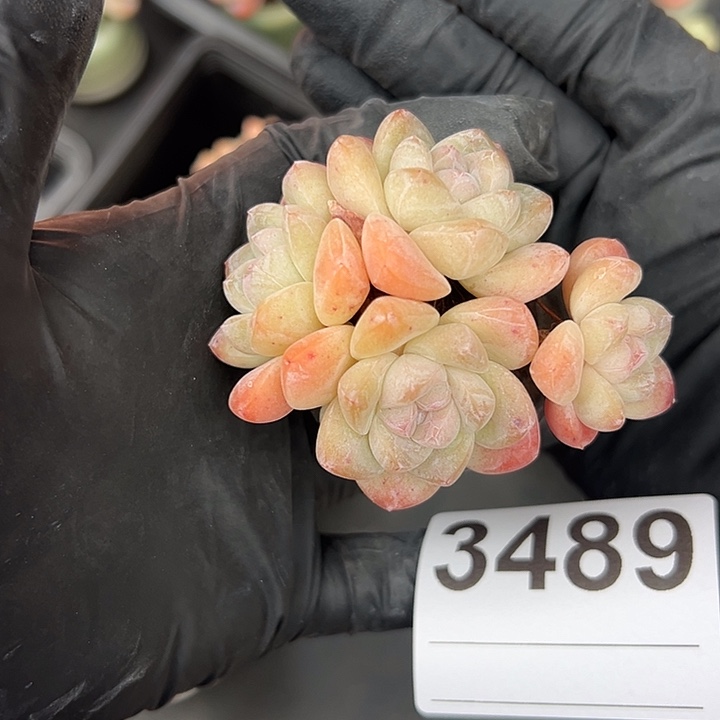 3489，四头冰玉带盆发的