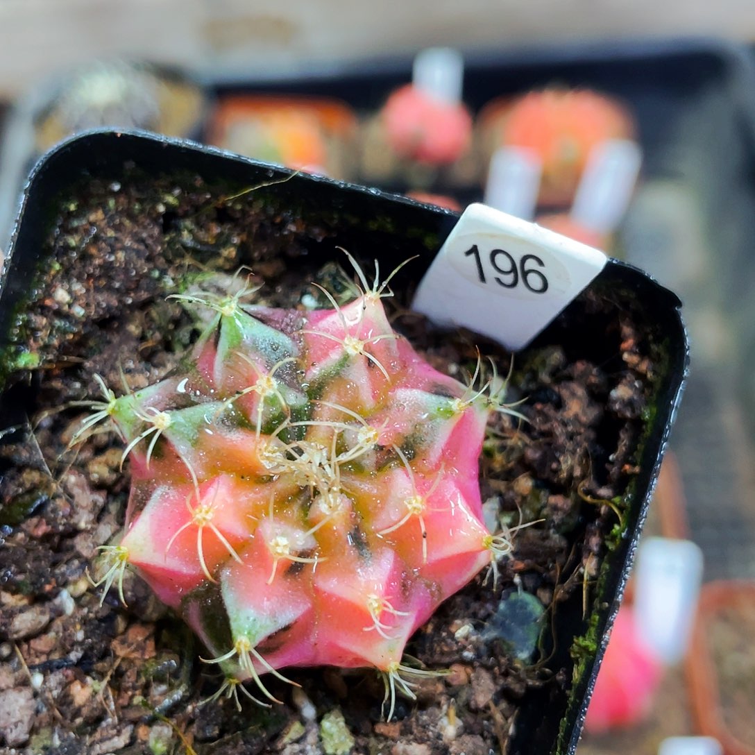 非偏远地区满25包邮仙人球