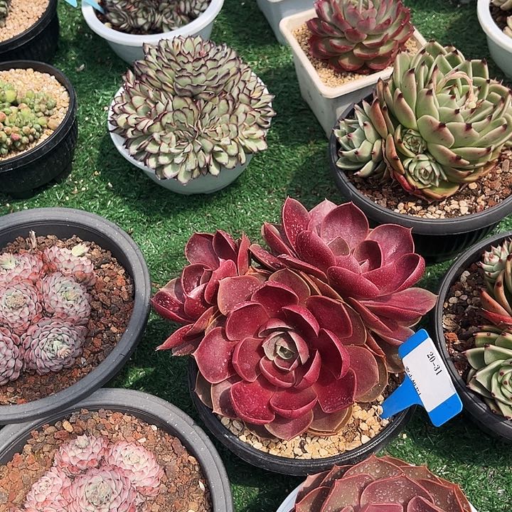 20.31红灯一个拖图