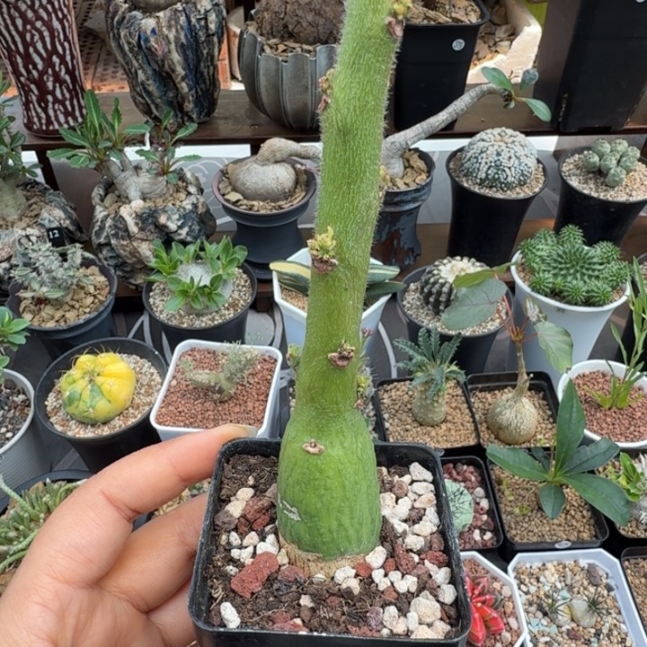 圣果西番莲567 仙人球