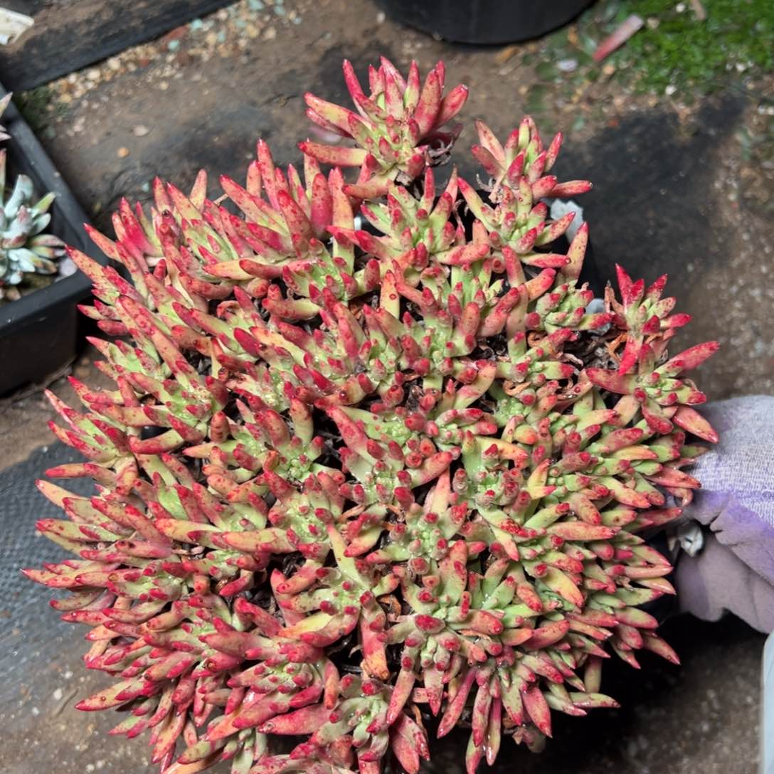 维斯辛达哈哈哈哈哈哈哈