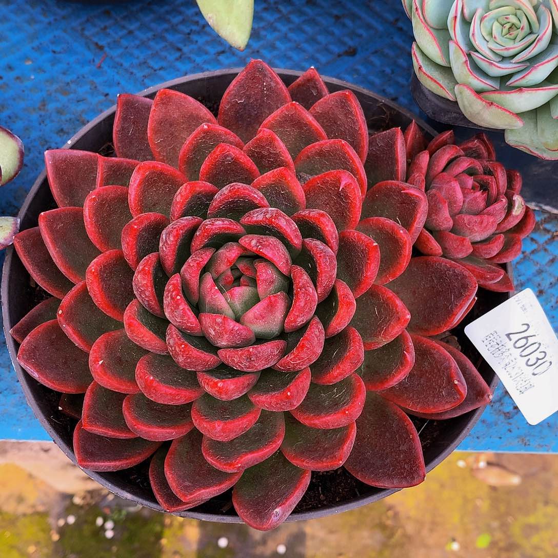 家***家红女巫26030多肉多肉