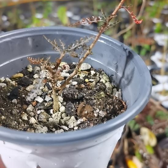 索科特拉银叶实生带盆土