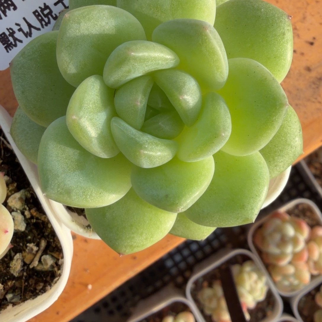 东篱下多肉植物哈哈哈