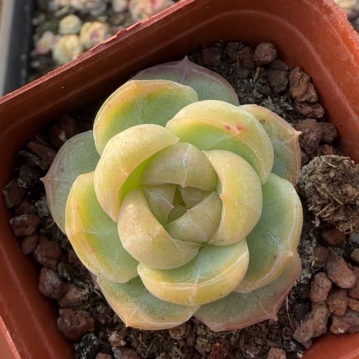 白冰珍妮一颗多肉