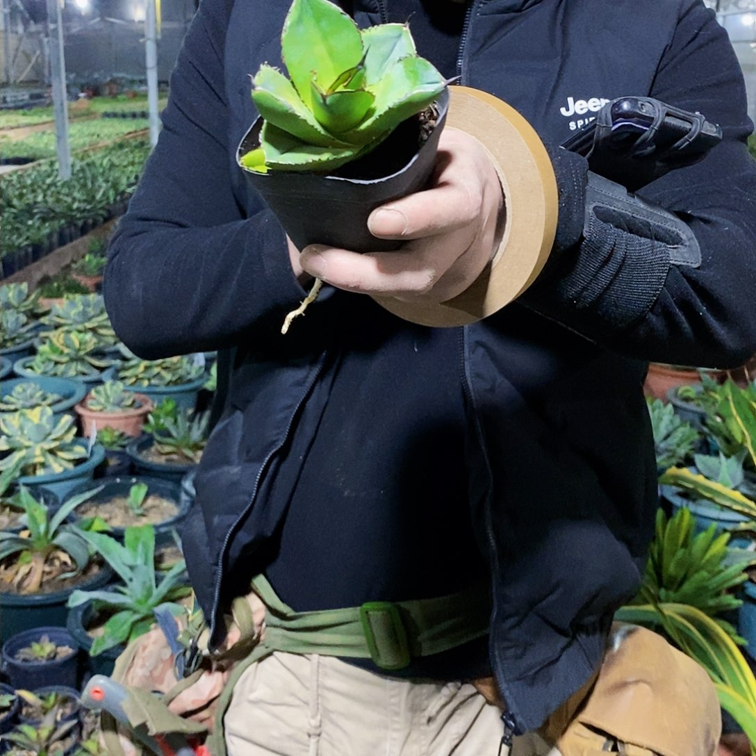 坞*吴卡比兽一颗11111