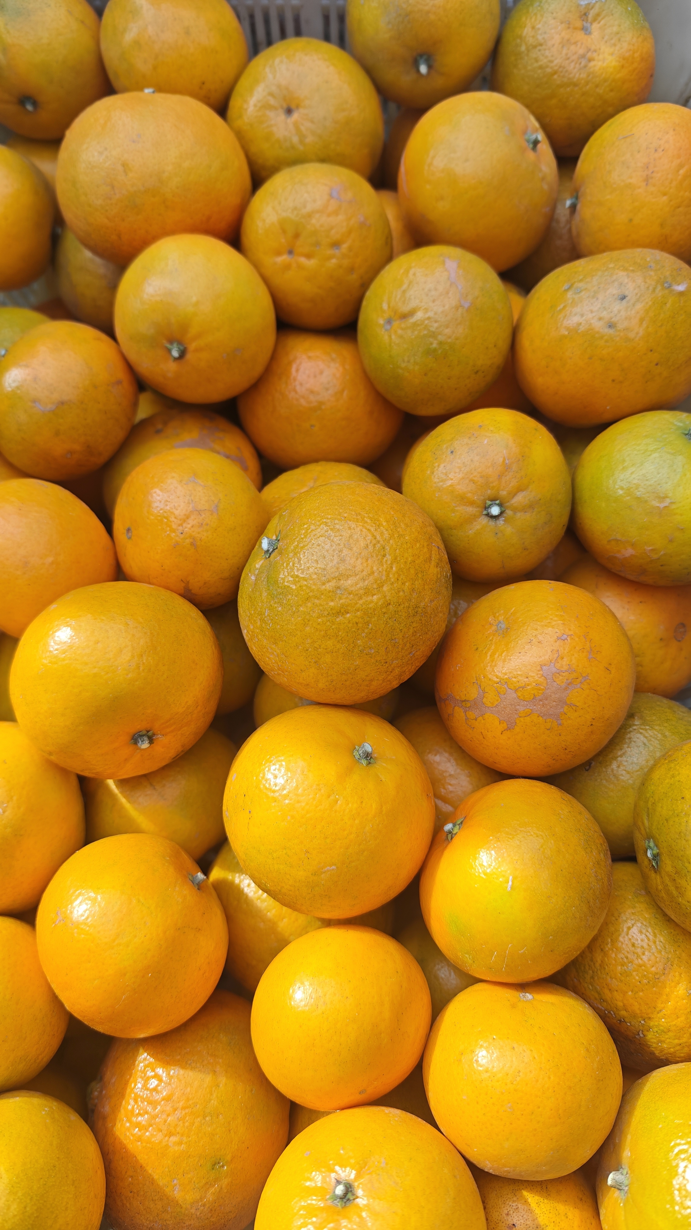 【 沃柑】湖北农家沃柑5斤