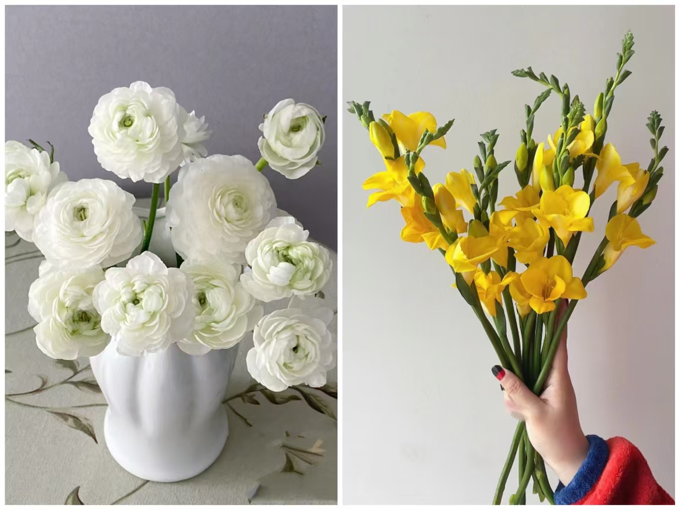 白色洋牡丹+黄色香雪兰    基地鲜花   