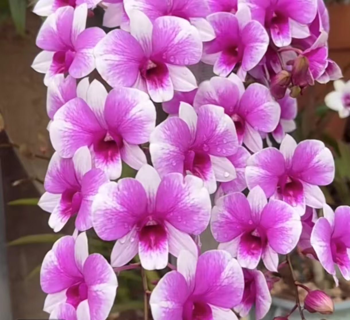 粉黛石斛兰双花剑发货