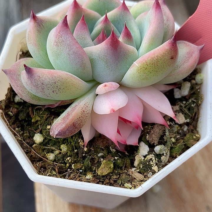 多肉植物吉娃娃阴阳锦7309