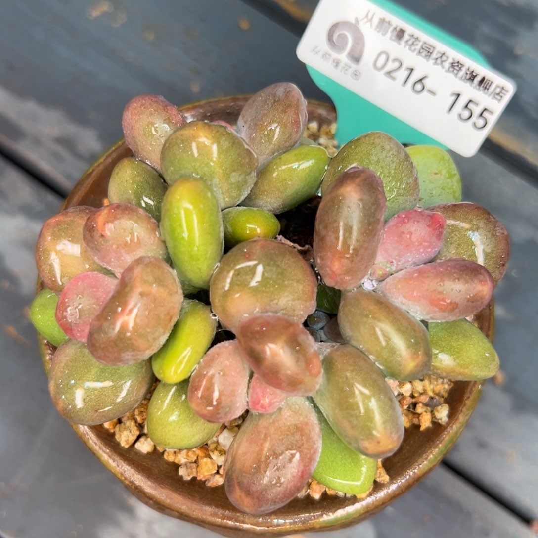 多肉一物一拍0216-155