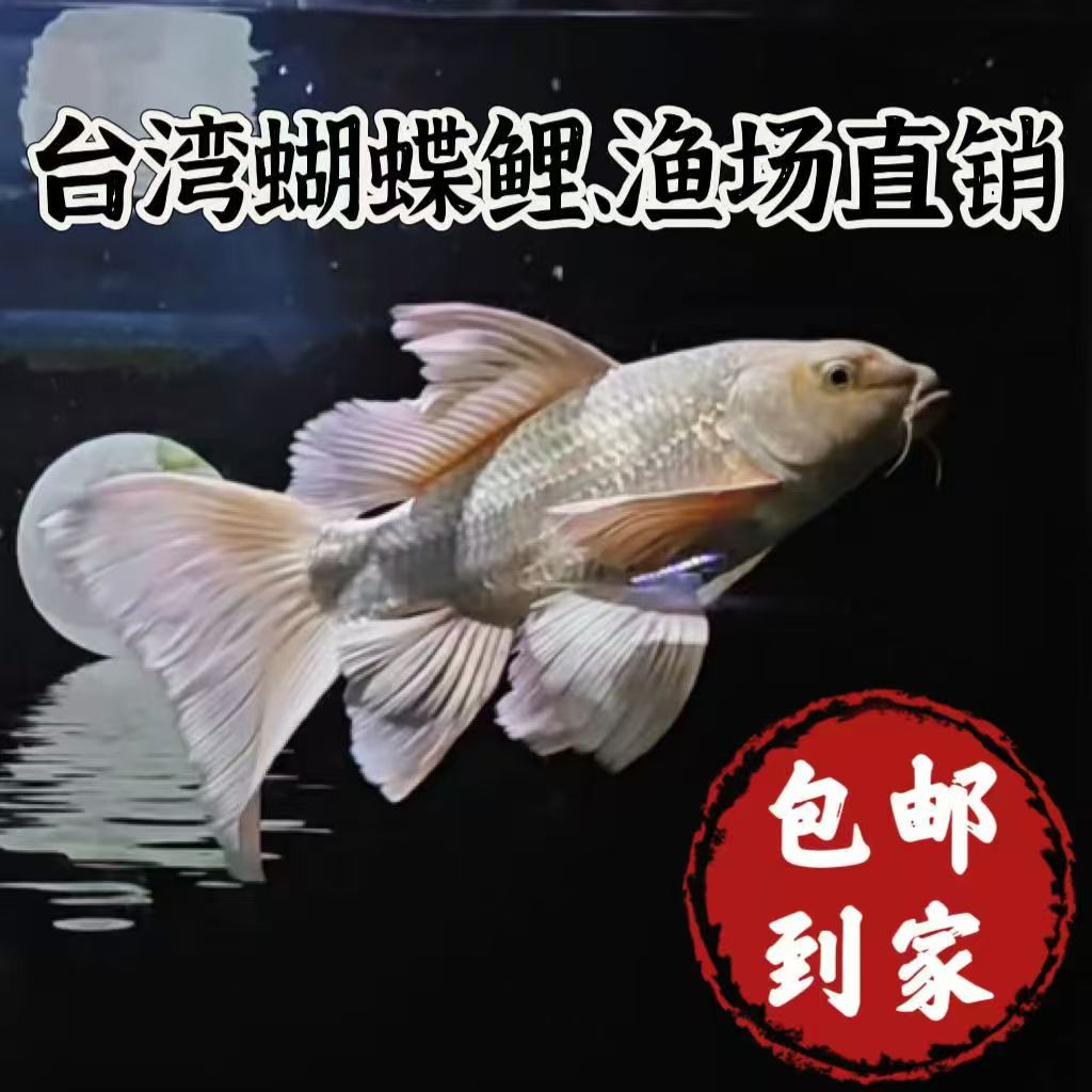 纯种白色蝴蝶鲤短身普身冷水观赏鱼活体好养耐活