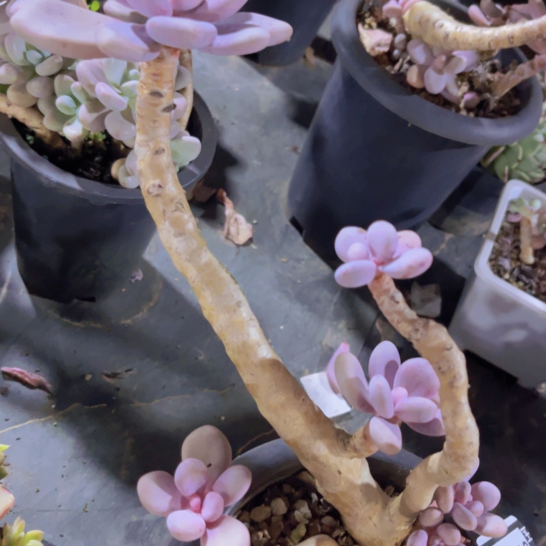 桃精灵01333多肉植物