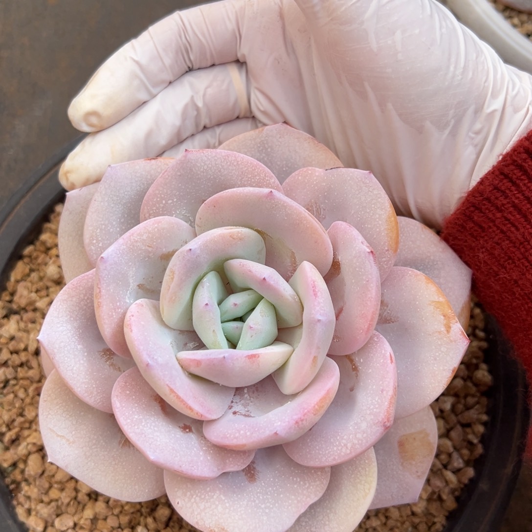 静***开1031111111111111111111111